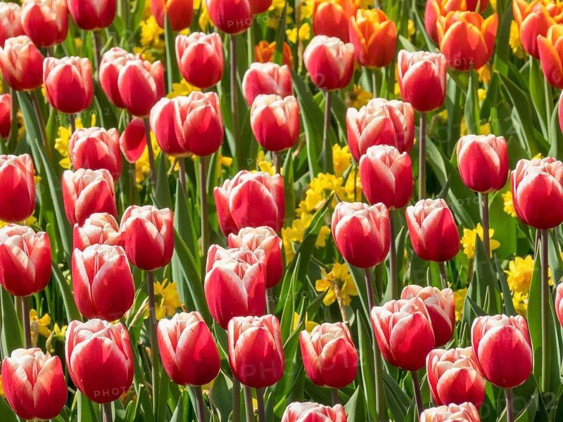 Red and white tulips bloom in the garden, surrounded by yellow flowers, which awakens spring fever, Amsterdam, Netherlands