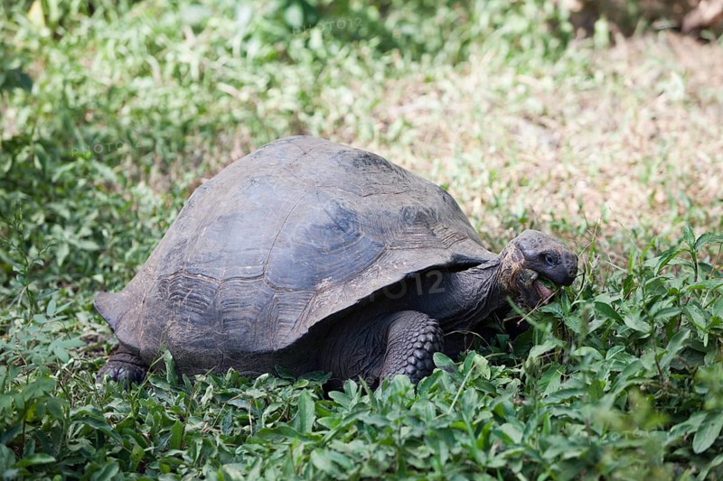 Galapagos giant tortoise, Chelonoidis nigra, Santa Cruz Island, Galapagos, Ecuador, South America