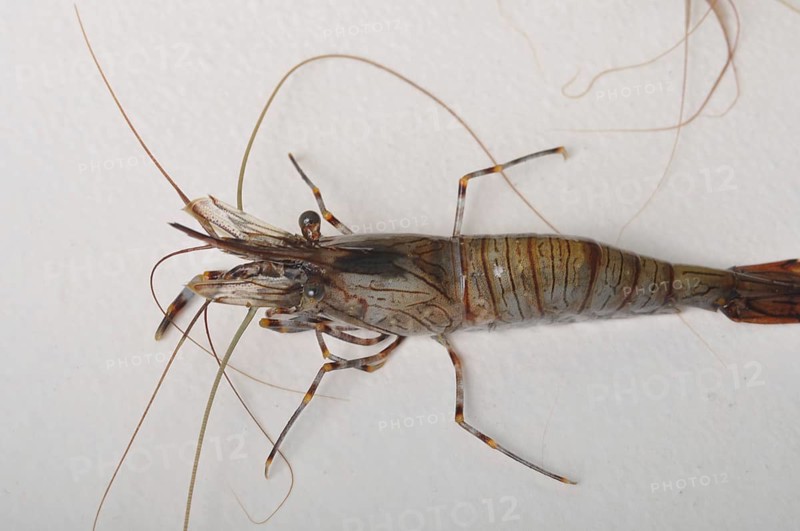Close-up of a brown shrimp with long antennae against a white background