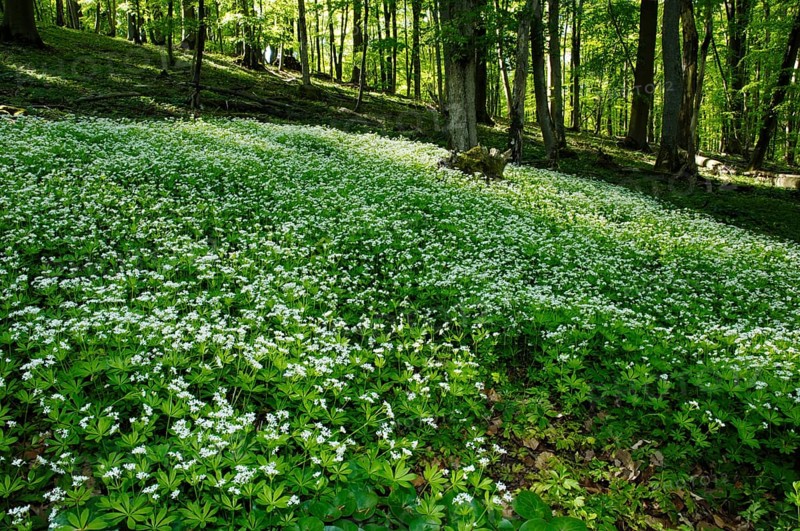 Sweet Woodruff, Woodruff (Asperula odorata) (Galium odoratum), Fragrant bedstraw, Red plants (Rubiaceae)