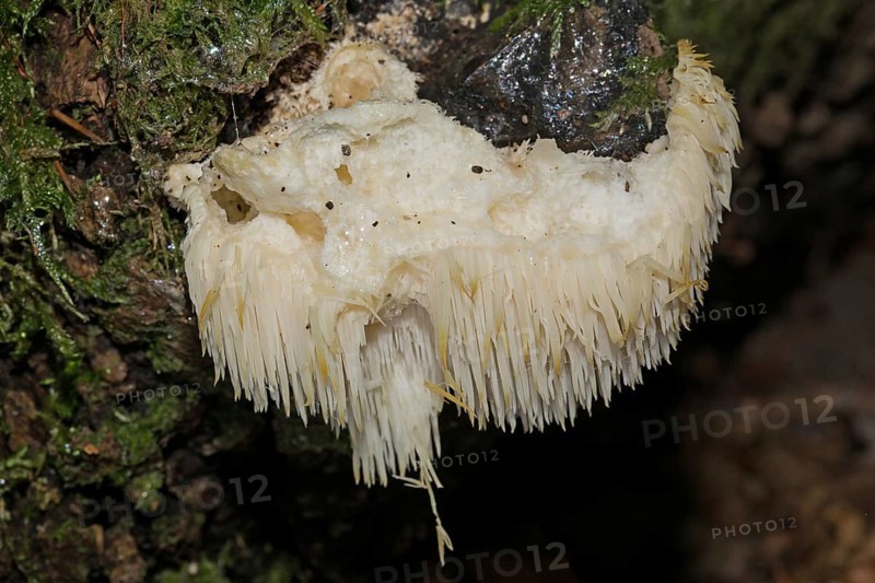 Thorny spikenard (Hericium cirrhatum)