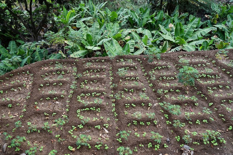 Irrigated field terrace with beans and cassava, Paul Valley, Ribeira do Paul, Santo Antao Island, Cape Verde Islands, Cape Verde, Africa