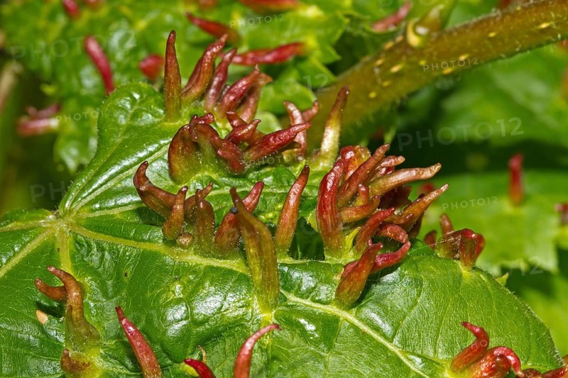 Bugle gall (Eriophyes tiliae)