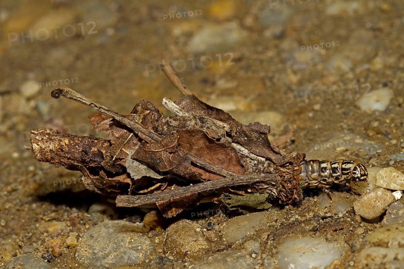 Hairy sweep (Canephora hirsuta), hairy sweep