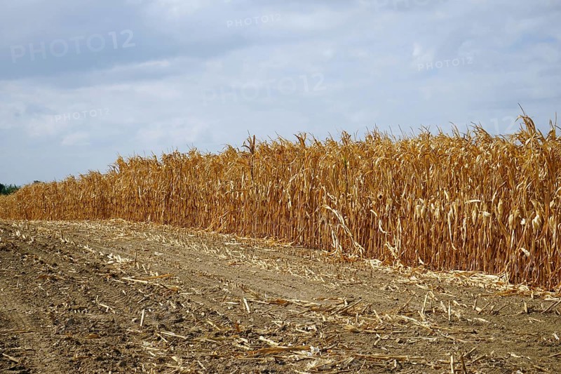 Withered cornfield, dry summer 2018, drought, Wetterau, Hesse, Germany, Europe