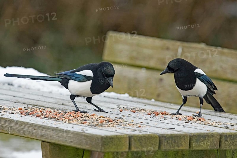 Eurasian magpies (Pica pica)