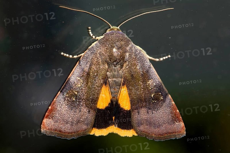 Small broad-edged yellow lesser broad bordered yellow underwing (Noctua janthe)