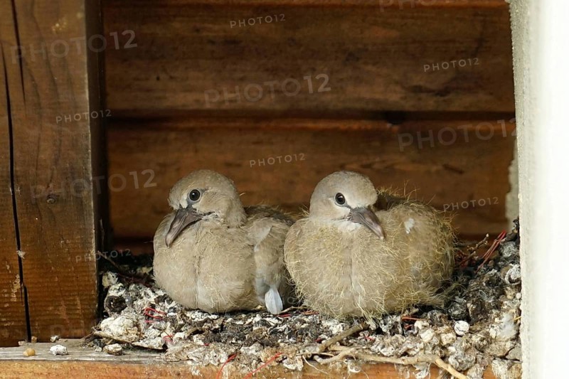 Pigeons, young birds in nest, pigeon nest on farmhouse, Bavaria, Germany, Europe