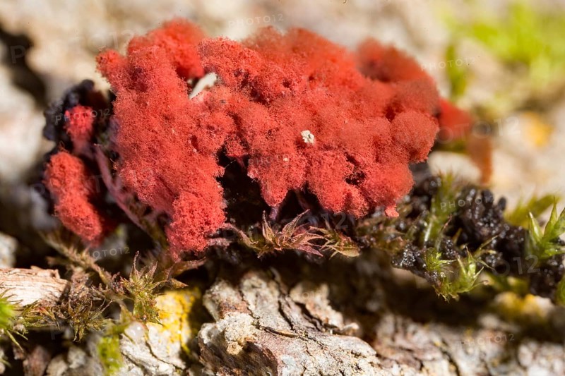 Carnival candy slime mold (Arcyria denudata)