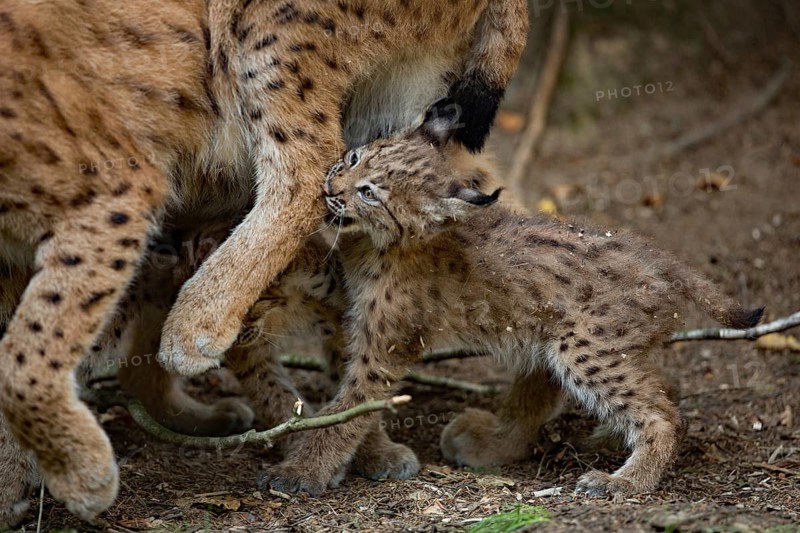 Eurasian lynx (Lynx lynx) with young