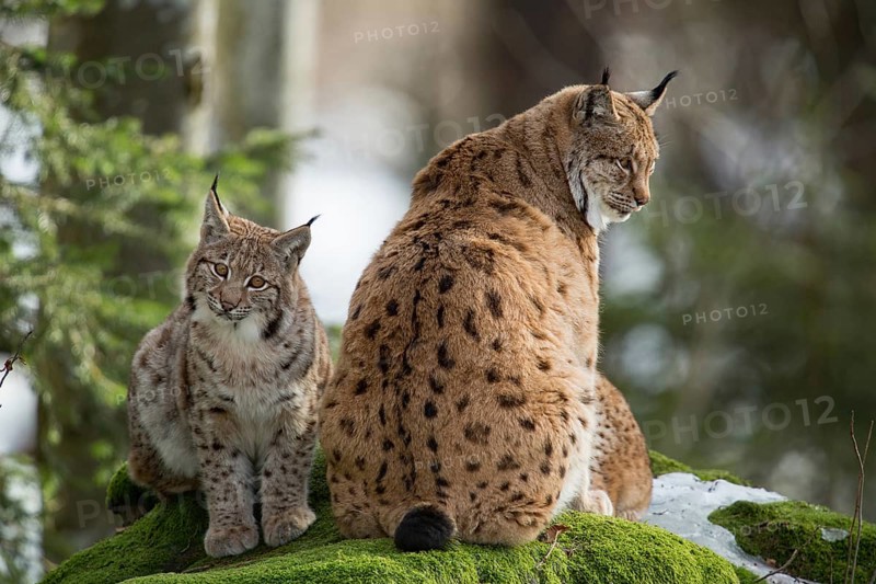 Eurasian lynx (Lynx lynx) with young