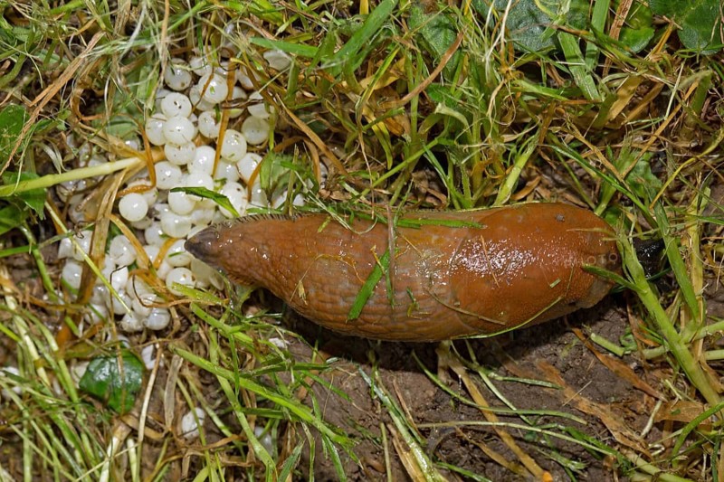 Red slug (Arion rufus), eggs