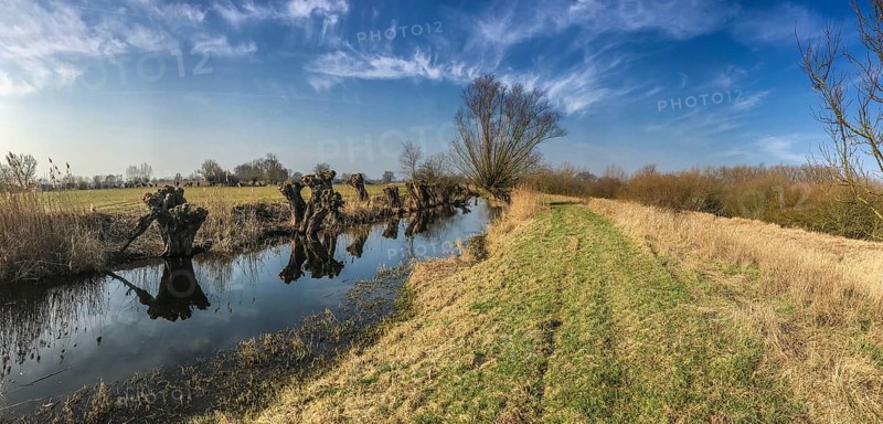 NSG Südliche Leineaue, Laatzen, wicker (Salix viminalis), banks of the Alte Leine