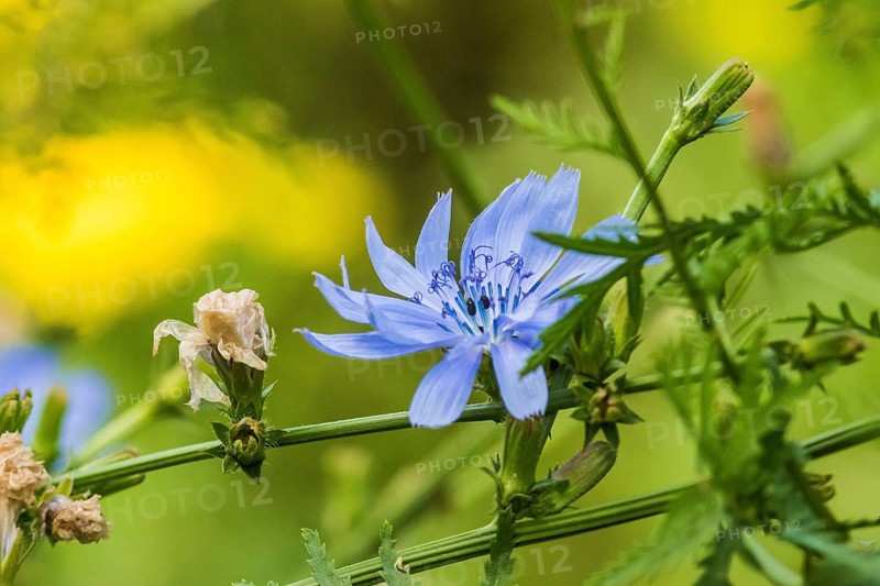 NSG Liebenauer Gruben, Nienburg, common Common chicory (Cichorium intybus), Germany, Europe