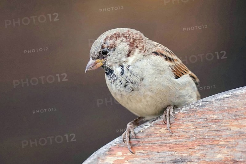 House sparrow (Passer domesticus), male, Berlin, Germany, Europe