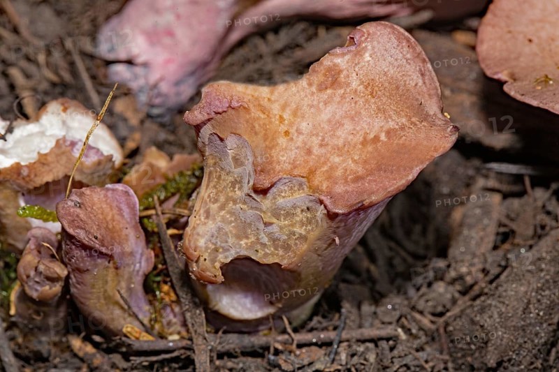 Pig's ears (Gomphus clavatus)