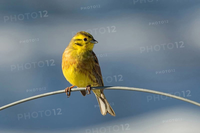 Yellowhammer (Emberiza citrinella), male