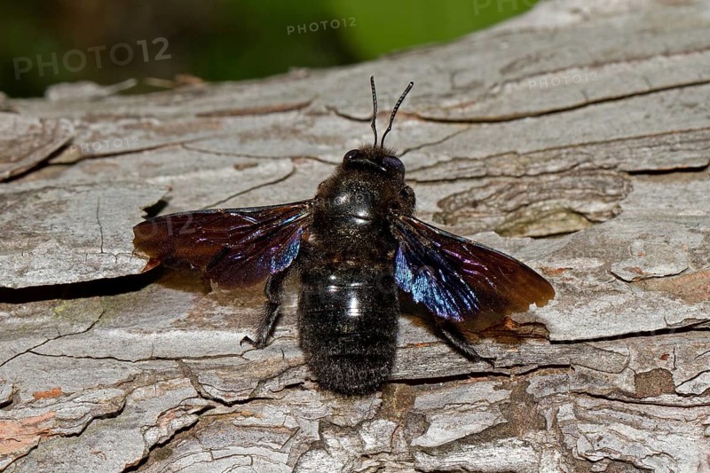 Purple violet carpenter bee (Xylocopa violacea)