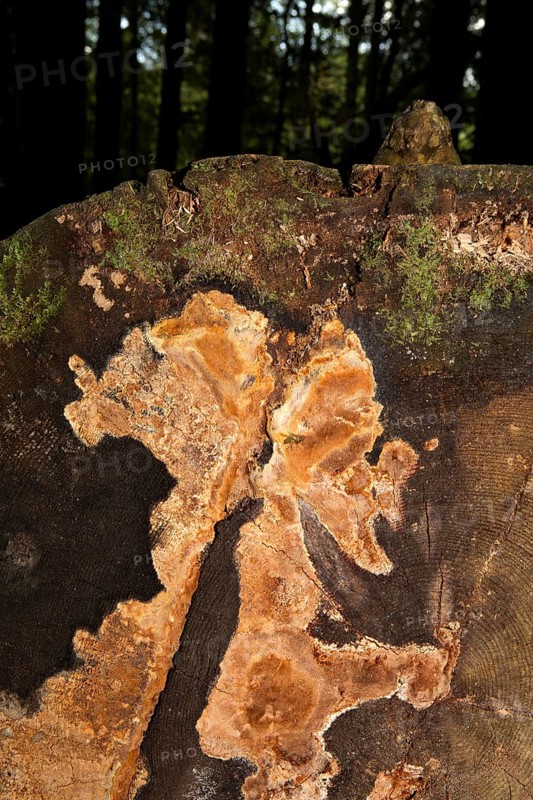 Fragrant Fire Sponge (Phellinus pouzarii)