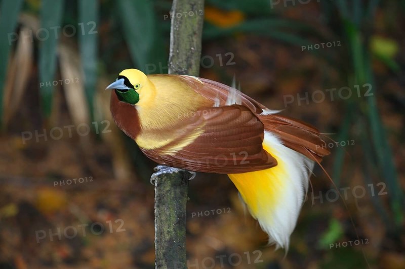 Lesser Bird of paradise (Paradisaea minor), male