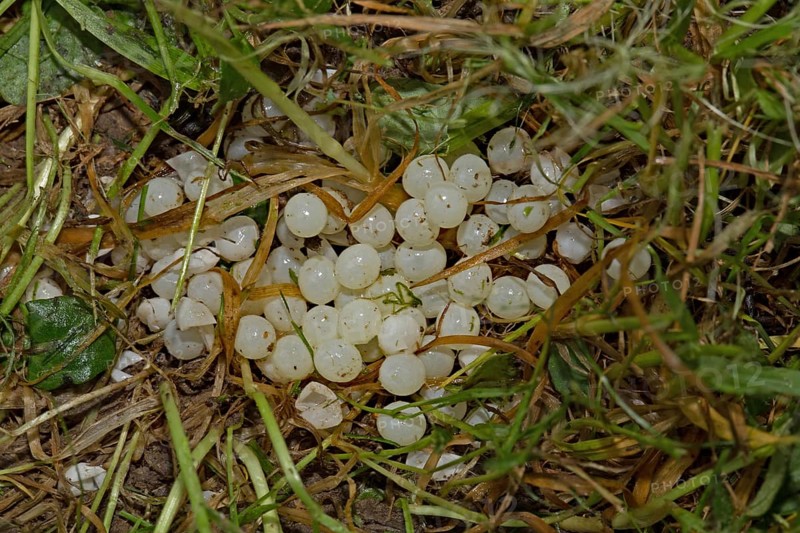 Red slug (Arion rufus), eggs