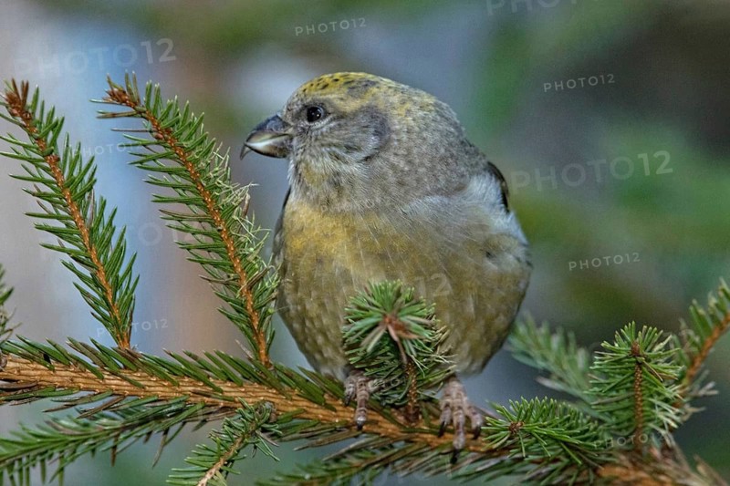 Common crossbill (Loxia curvirostra), female