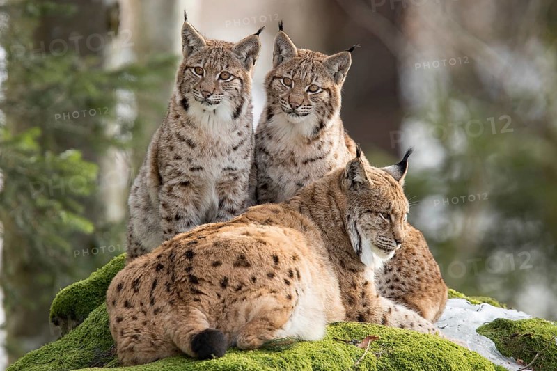 Eurasian lynx (Lynx lynx) and cubs