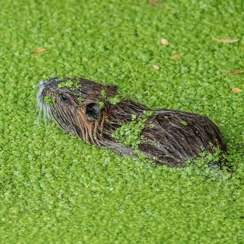 Nature reserve (Myocastor coypus) Südliche Leineaue, Hannover, Germany, Europe