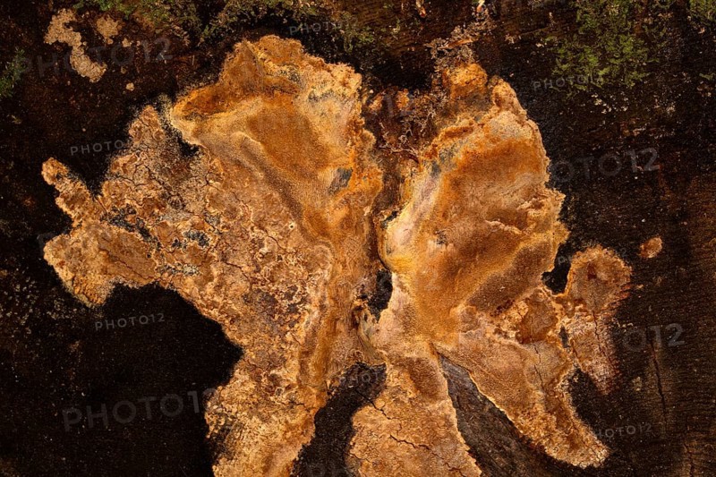 Fragrant Fire Sponge (Phellinus pouzarii)