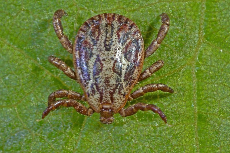 Marsh tick (Dermacentor reticulatus), male
