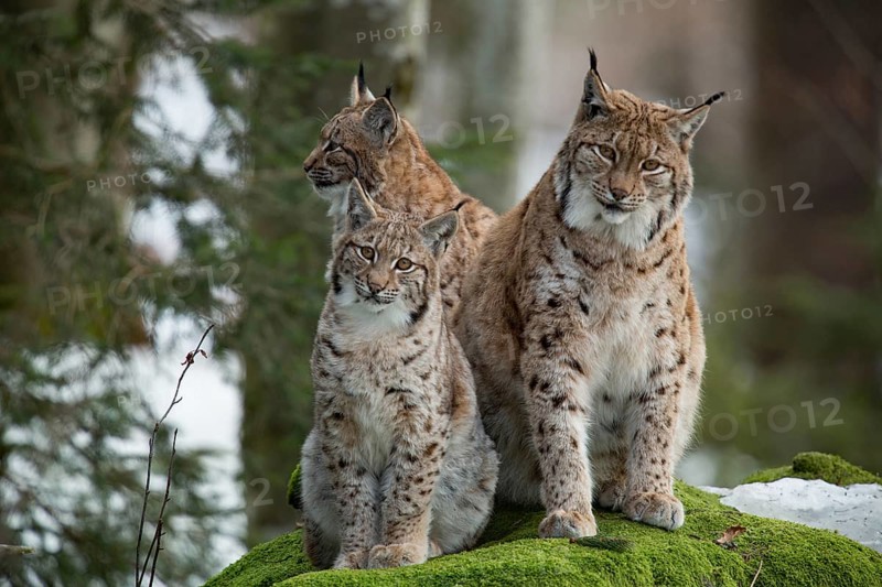 Eurasian lynx (Lynx lynx) and cubs
