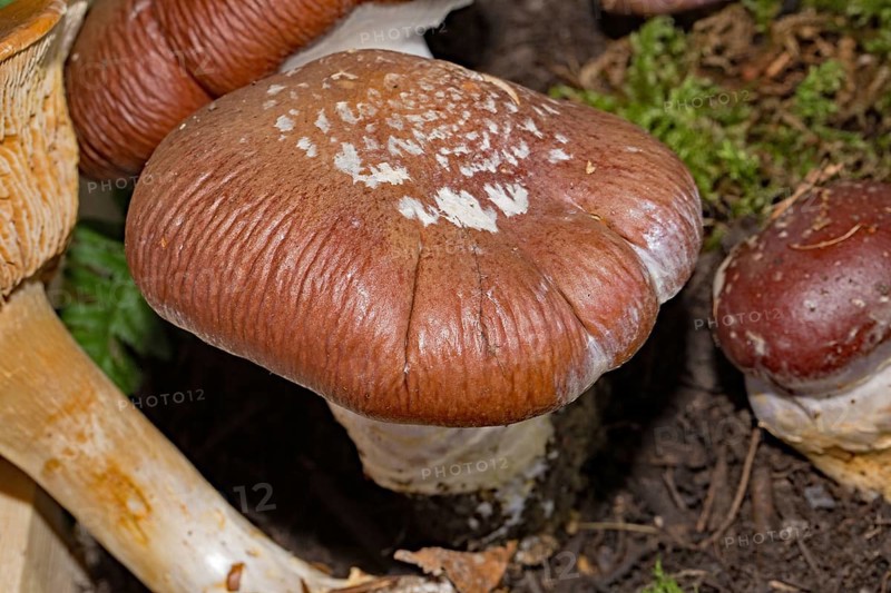 Goliath webcap (Cortinarius praestans)