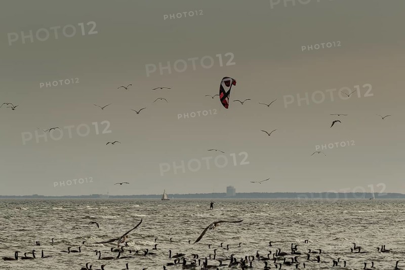 Water birds watching kitesurfers, Baltic Sea, Grömitz, Germany, Europe