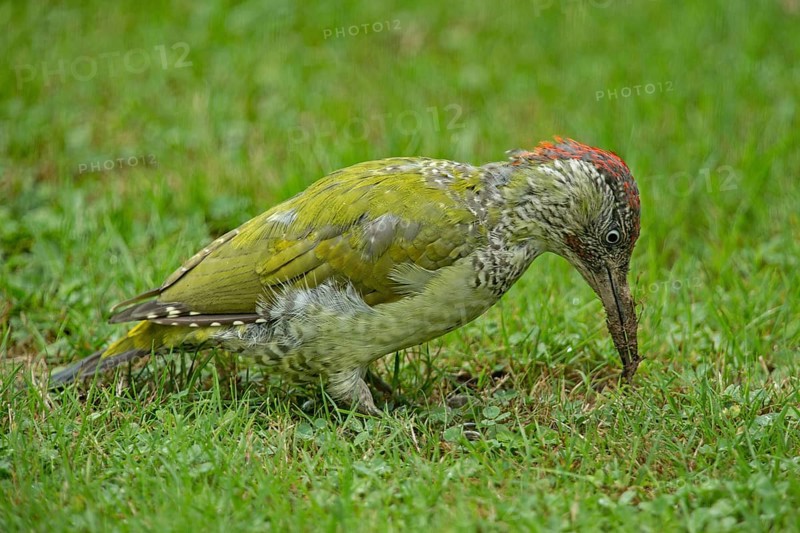 European green woodpecker (Picus viridis), young male