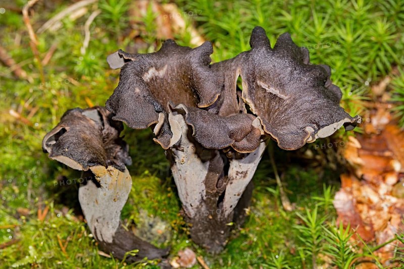 Horn of Plenty (Craterellus cornucopioides)