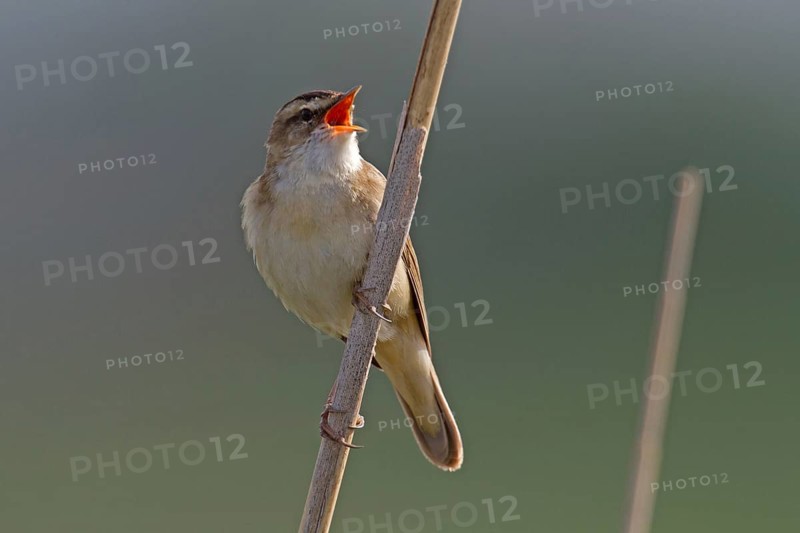 Sedge warbler (Acrocephalus schoenobaenus)