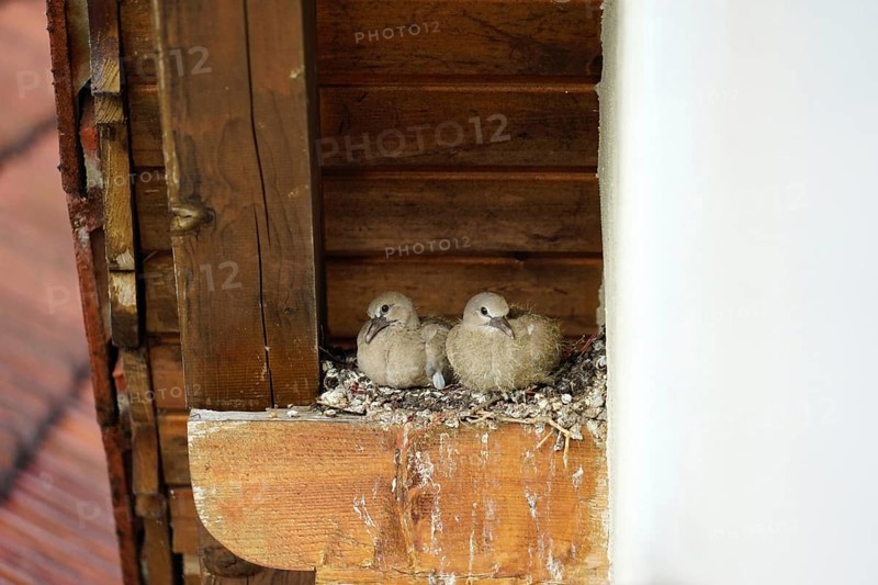 Pigeons, young birds in nest, pigeon nest on farmhouse, Bavaria, Germany, Europe