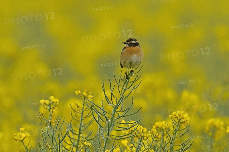 Whinchat (Saxicola rubetra)
