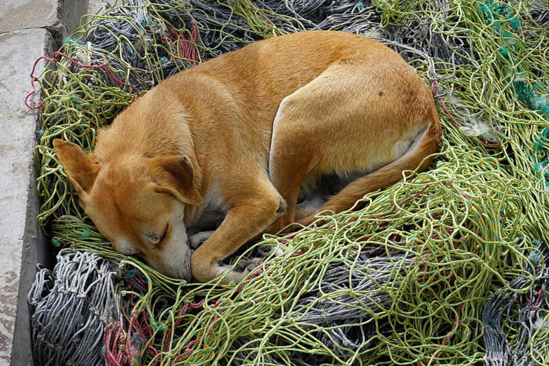 Dog sleeping in fishing net, Mindelo, Sao Vicente Island, Cape Verde, Africa