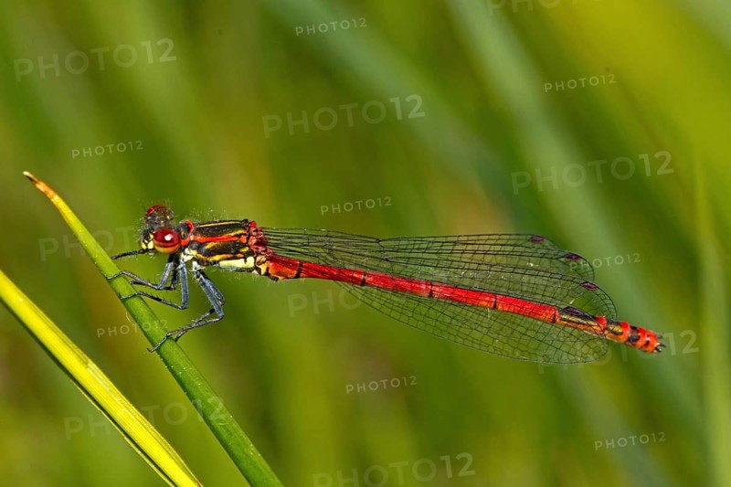 Large blue-tailed damselfly (Pyrrhosoma nymphula)