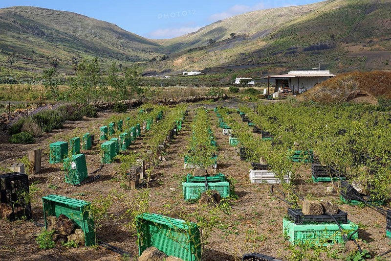 Drip irrigation and windbreak, vegetable field cultivation, pepperoni, near Haria, Lanzarote, Canary Islands, Spain, Europe