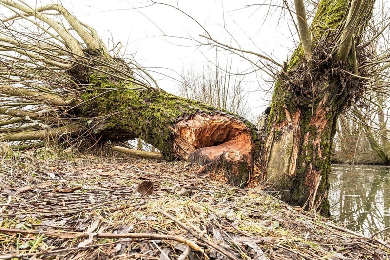 NSG Südliche Leineaue, Laatzen, trees felled by beaver (Castor fiber)