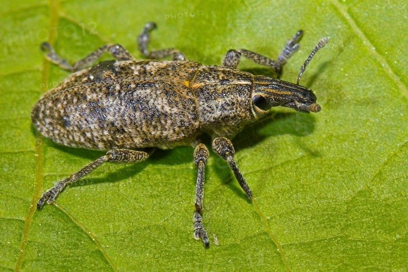 Sluggish weevil (Cleonis pigra)