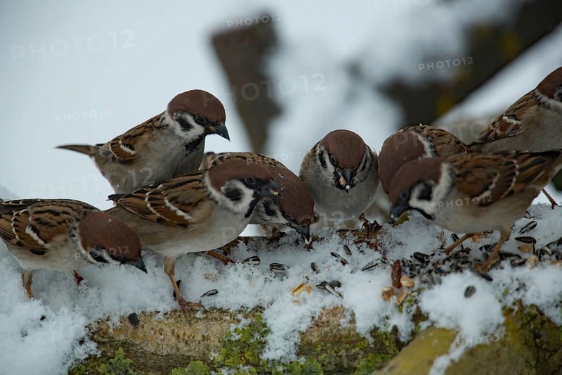 Eurasian tree sparrows (Passer montanus)