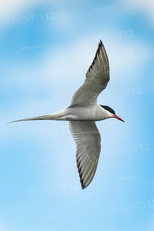 Arctic tern (Sterna paradisaea), Germany, Schleswig-Holstein, Holstein Switzerland nature park Park, Europe