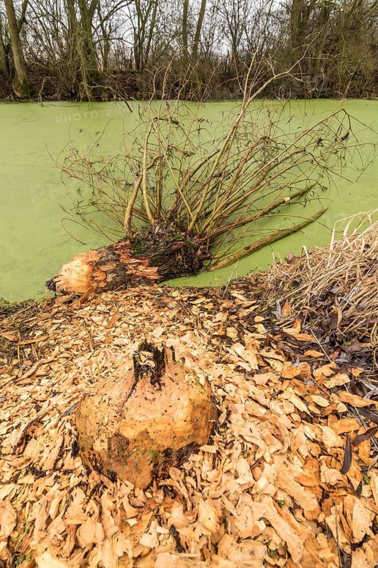 NSG Südliche Leineaue, Laatzen, trees felled by beaver (Castor fiber)