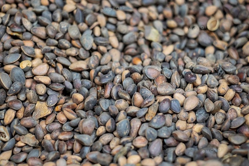 Zirbel nuts, North Rhine-Westphalia, Germany, Europe