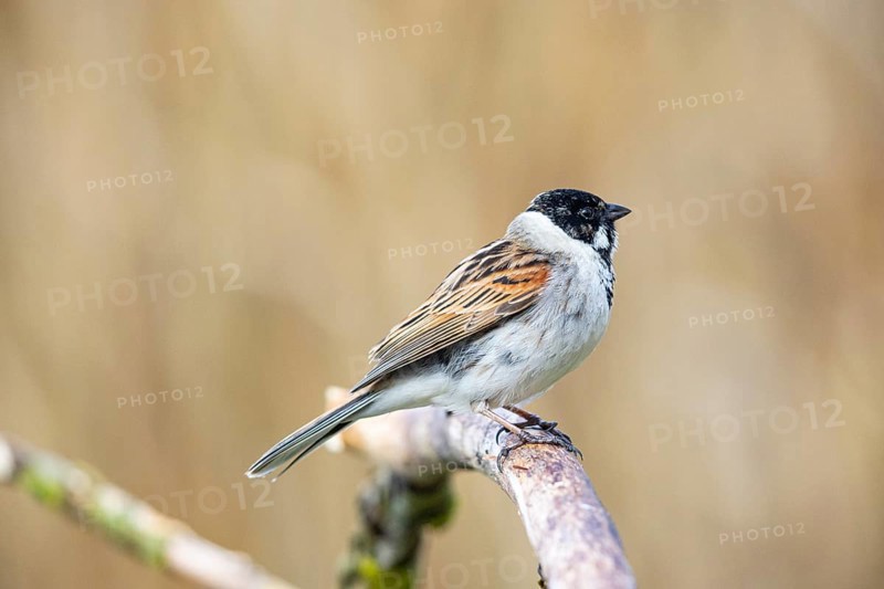 Reed bunting (Emberiza schoeniclus) ml Germany