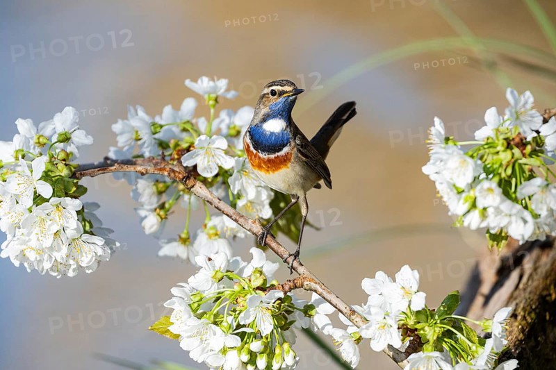 Bluethroat (Luscinia svecica cyanecula) ml Germany
