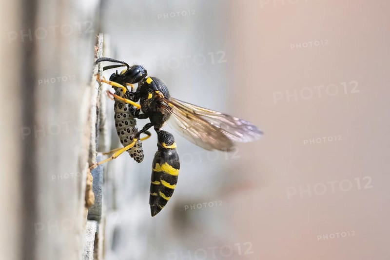 Large stem wasp (Symmorphus murarius) with a preyed leaf beetle larva (Chrysomelidae) in front of its nest tube, Hesse, Germany, Europe